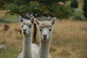 Two of the friendliest alpacas, known as "the Greedy Girls"