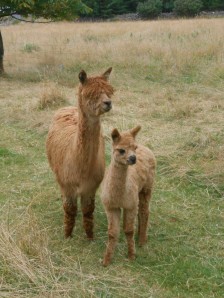 The mom of the left is a shaggier version of the typical alpaca. Her cute baby is just three weeks old.