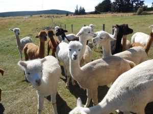 More of the herd, in a lower field. Flagstaff has 200 alpacas in total.